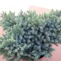 Можжевельник чешуйчатый (Juniperus squamata)