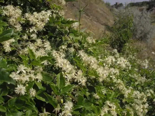 Клематис (Ломонос) виноградолистный
