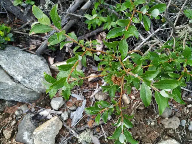 Ива растопыренная (Salix divaricata).