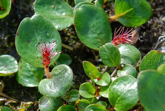 Полярная ива (Salix polaris).
