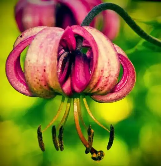 Лилия Кудреватый гибрид - Мартагон гибрид (Lily Martagon Hybrid)