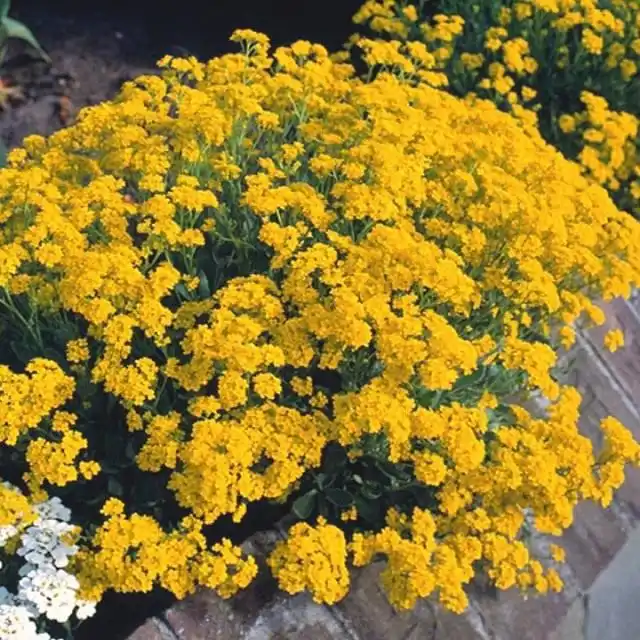 Алиссум «Золотая волна»