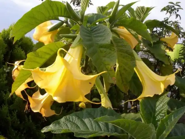 Бругмансия (Brugmansia)