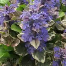 Живучка ползучая «Бургунди Глоу» (Ajuga reptans 'Burgundy Glow')