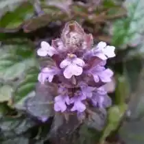 Живучка ползучая «Атропурпуреа» (Ajuga reptans 'Atropurpurea')