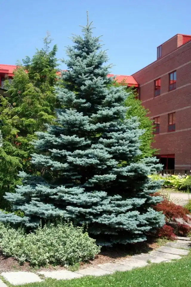 Ель голубая или колючая