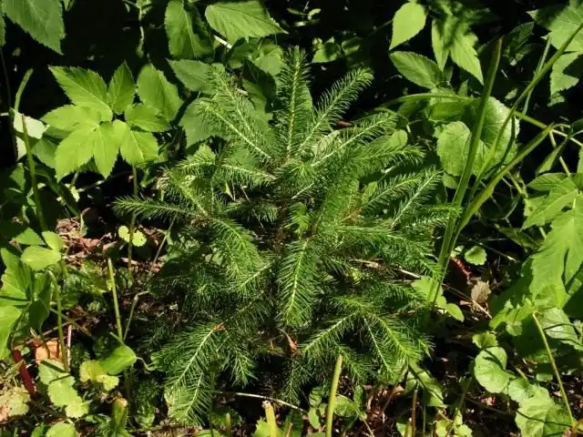 Ель обыкновенная, или Ель европейская