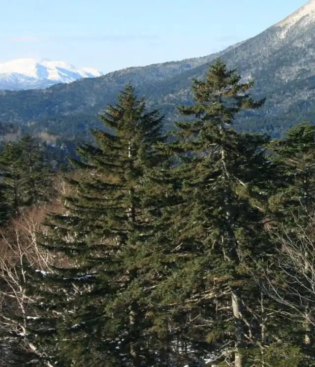 Ель аянская