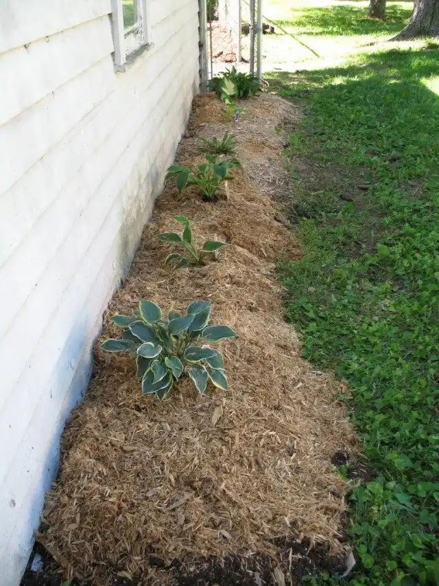 Рассаженные кустики Хост