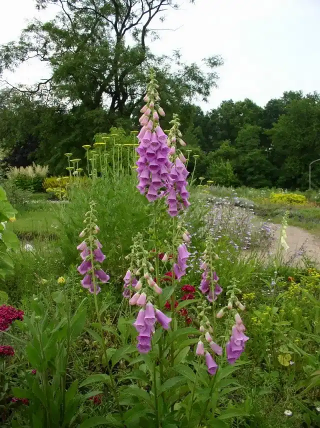 Наперстянка (Digitalis)