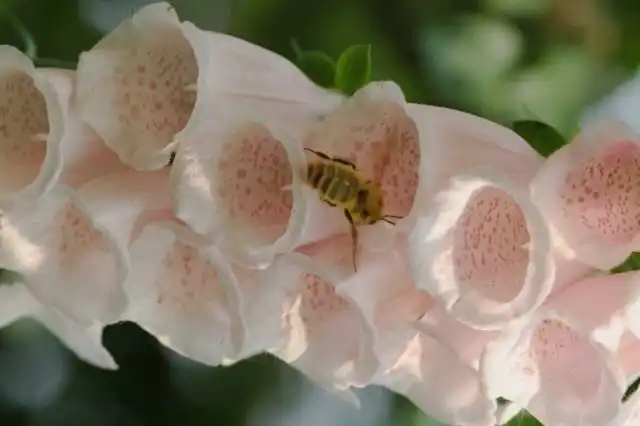 Наперстянка (Digitalis)