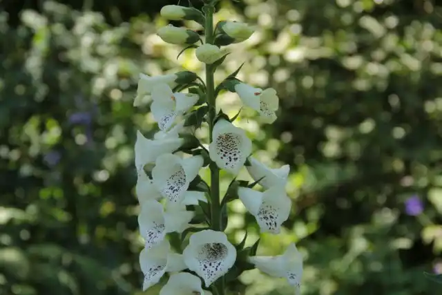 Наперстянка (Digitalis)