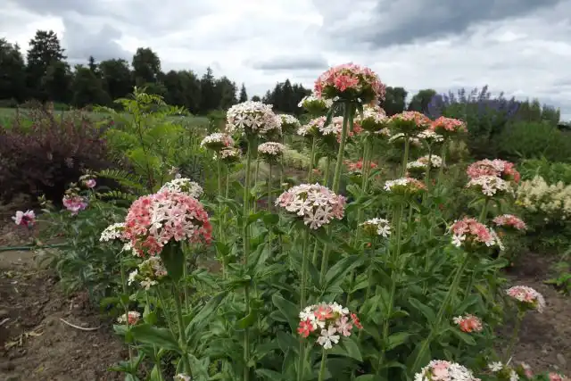 У лихниса «Карнеа» двуцветная окраска цветов.