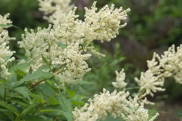 Небольшая деленка горца довольно быстро превратиться в великана, с каждым годом все больше разрастаясь в ширину.