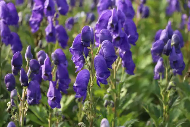 Не все виды аконита так быстро нарастают, но именно аконит Арендса можно отнести к быстрорастущим многолетним растениям.