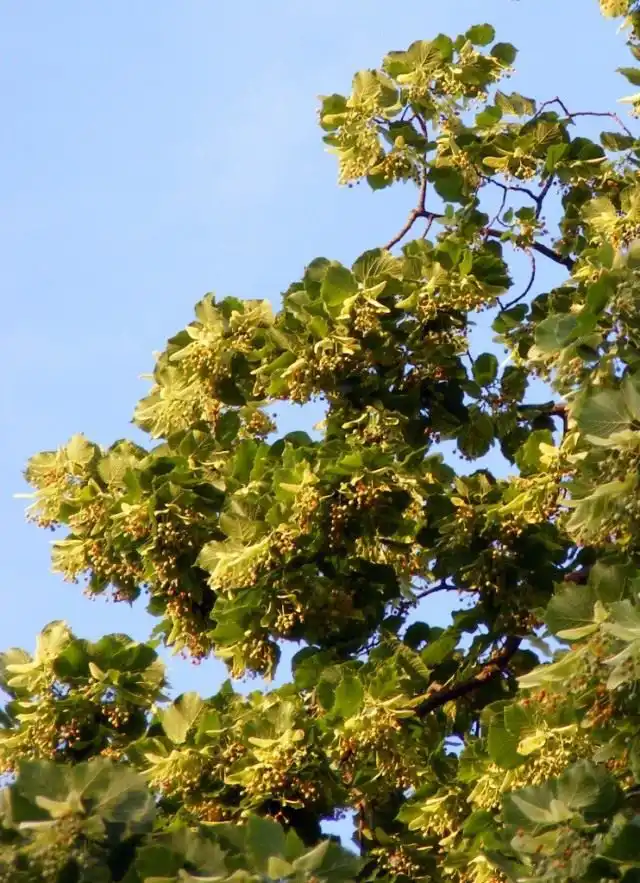 Липа во время цветения