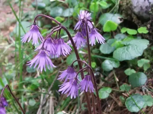 Сольданелла карпатская (Soldanella carpatica)
