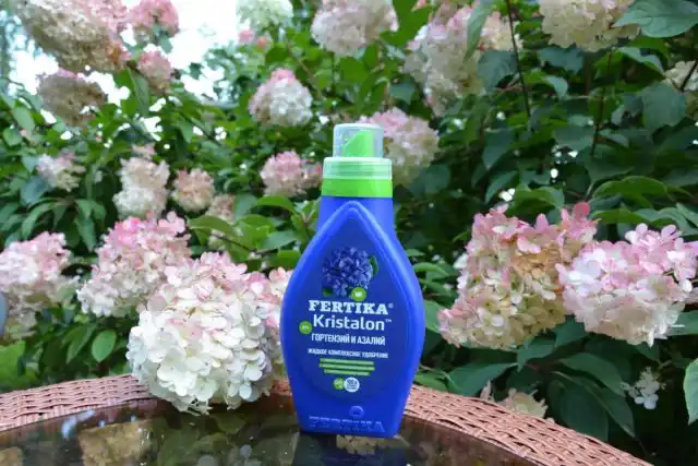Для регулярных подкормок прекрасно подходит жидкое удобрение Фертика Кристалон для гортензий и азалий.