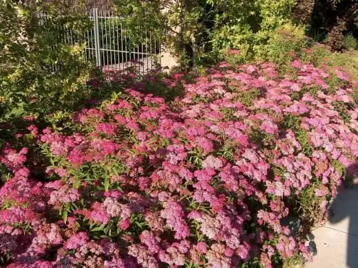 Спирея Бумальда (Spiraea ×bumalda)