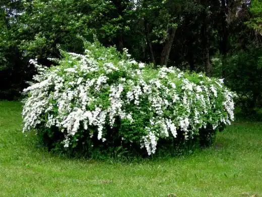 Спирея дубравколистная (Spiraea chamaedryfolia)