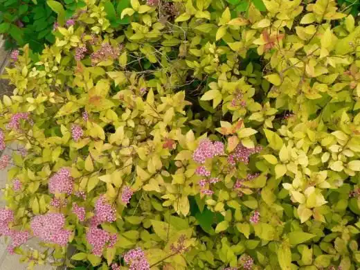 Спирея японская