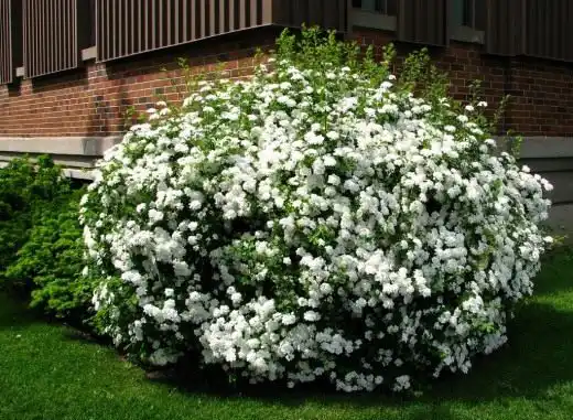 Спирея Вангутта (Spiraea ×vanhouttei)