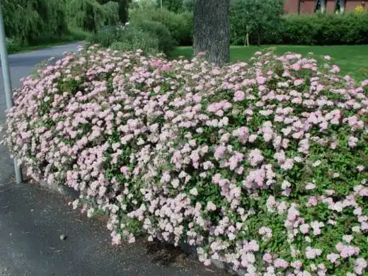Спирея японская Литтл Принцесс (Spiraea japonica Little Princess)