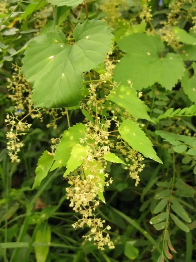 Хмель (Humulus)