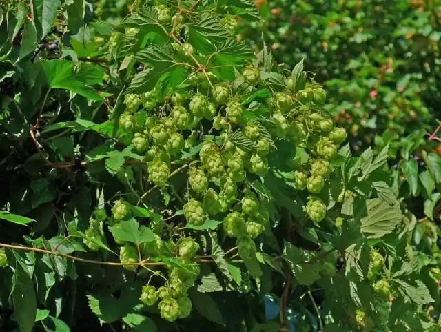 Хміль - чіпка ліана. Догляд,