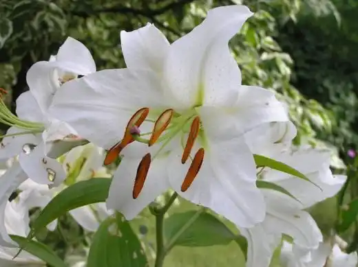 Лилия белоснежная