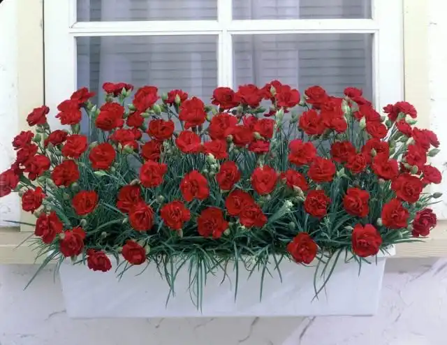 Гвоздики садовые в оконном кашпо