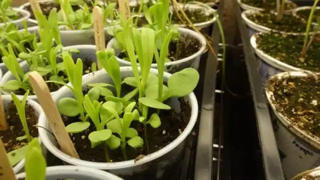 Рассада гвоздики садовой Шабо