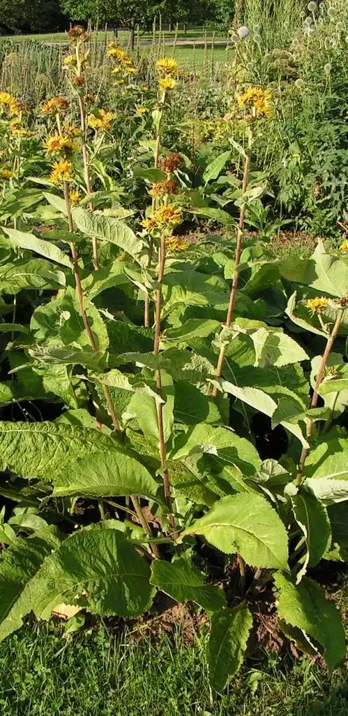 Девясил высокий