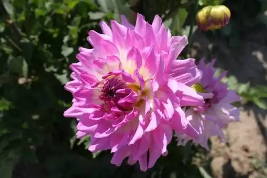 Георгин (Dahlia)