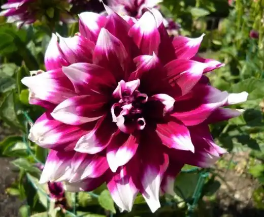 Георгин (Dahlia)