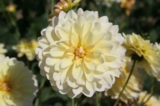 Георгин (Dahlia)