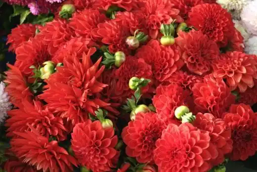 Георгин (Dahlia)