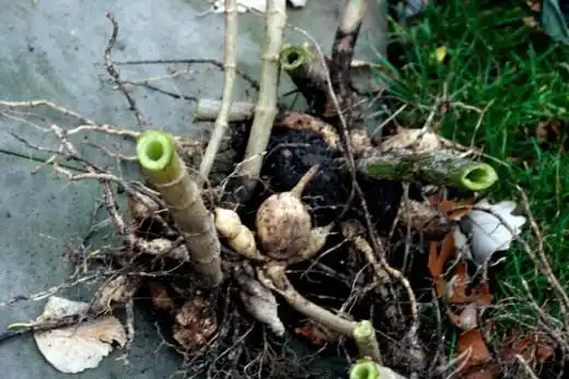 Корнеклубни георгин