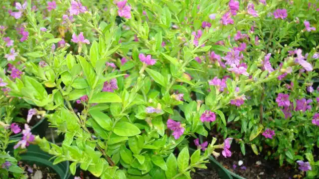 Куфея иссополистная (Сuphea hyssopifolia)