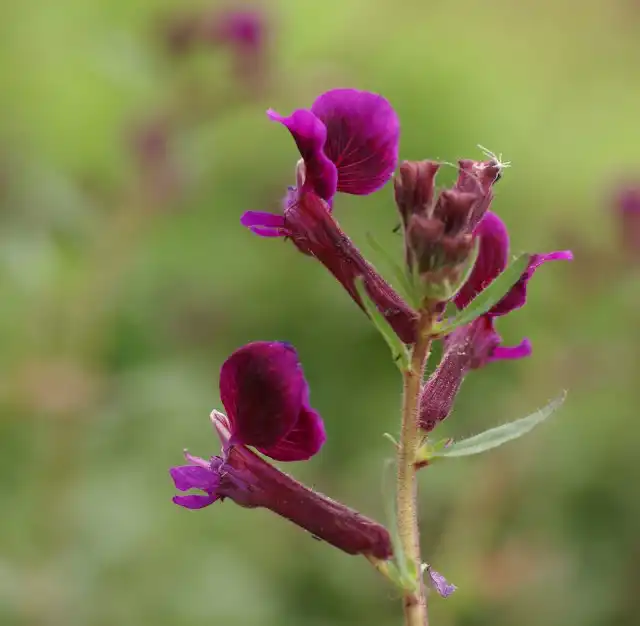 Куфея распростертая (Сuphea procumbens)