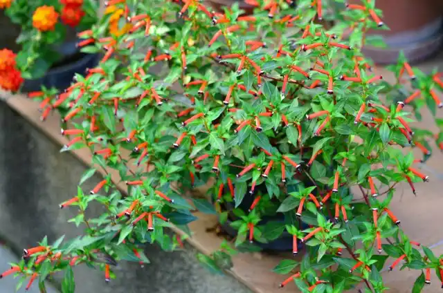 Куфея огненно-красная (Сuphea ignea)