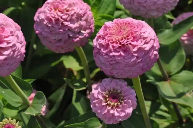 Цинния сорт 'Oklahoma Pink'