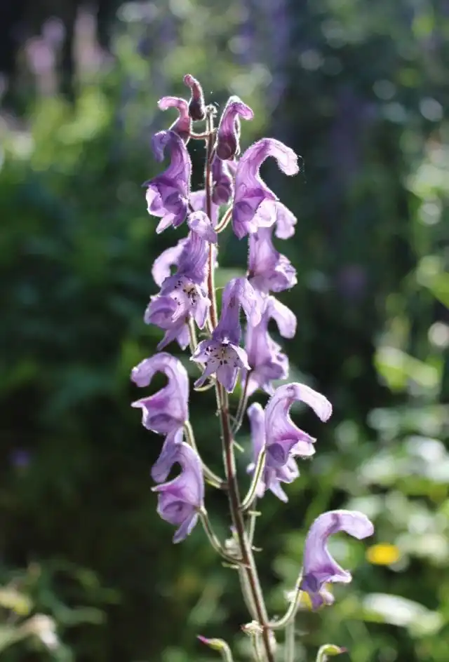 Борец или Аконит северный, высокий, или обыкновенный (Aconitum septentrionale)