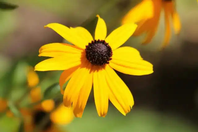 Эхинацея странная (Echinacea paradoxa)