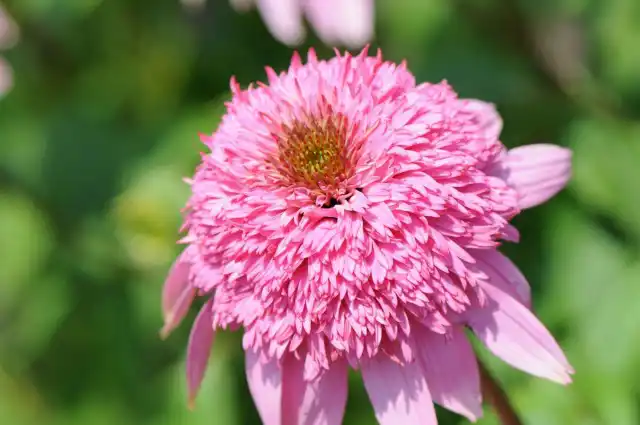 Эхинацея махровая (Echinacea purpurea 'Razzmatazz')