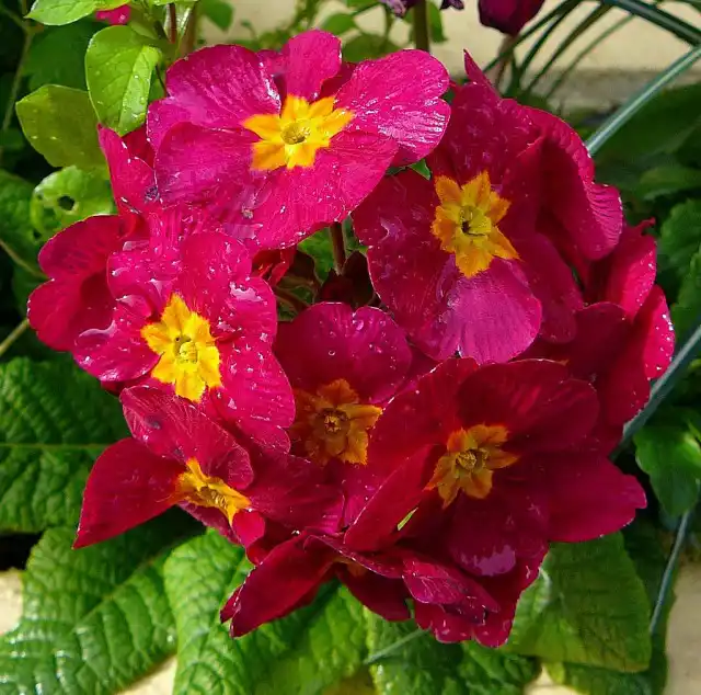 Примула (Primula)
