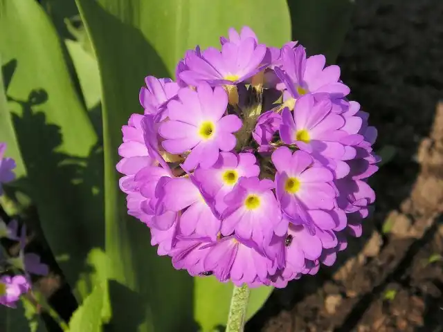 Примула мелкозубчатая (Primula denticulata)