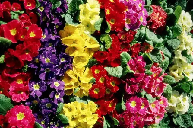 Примула Юлии (Primula juliae)