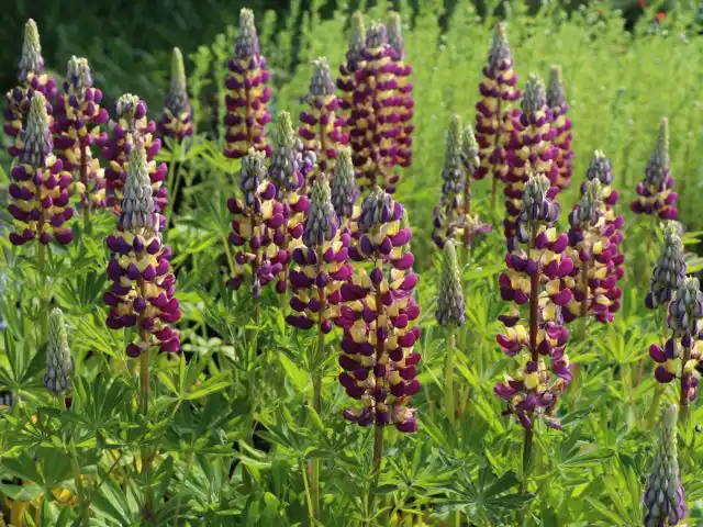 Люпин «Манхэттен Лайтс» ('Manhattan Lights').
