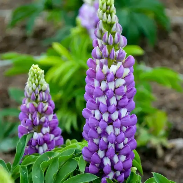 Люпин «Бамбино Биколор Блю» ('Bambino Bicolor Blue').